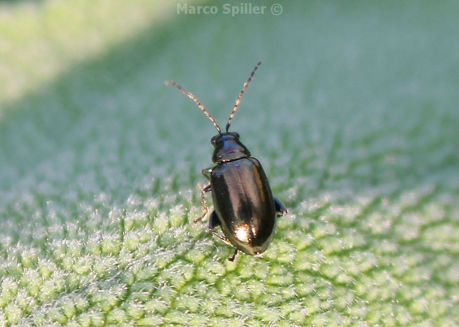 Altica sp., Chrysomelidae
